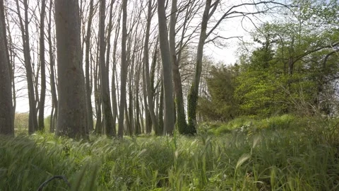 Trees on the sunny forest with wild vegetation on a windy day Stock Footage 159988006