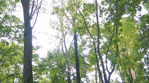 Trees in the sunny park (1) Video stock 42127134