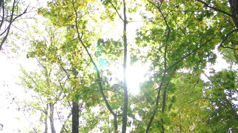Trees in the sunny park (3) Vidéo 42127179