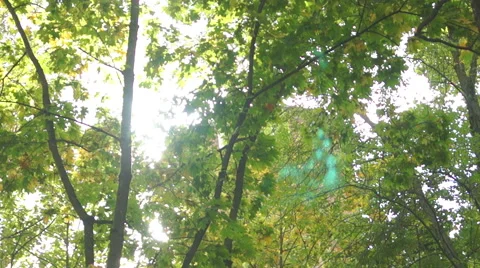 Trees in the sunny park (4) 스톡 동영상 42127198