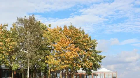 Trees in sunny weather Stock Footage 12256236
