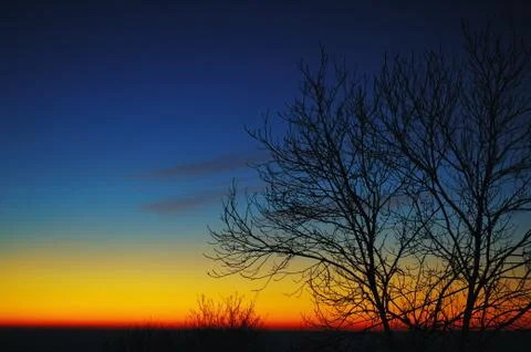 Trees at sunrise Stock Photos