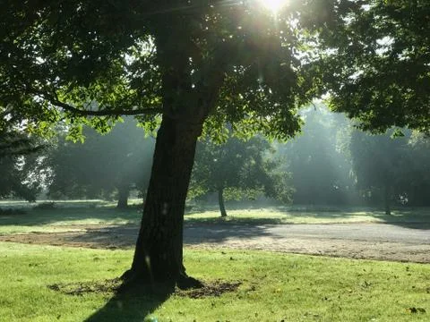 Trees at Sunrise Stock Photos