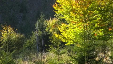 Trees in sunsest Stock Footage 302885185