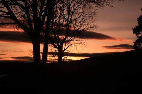 Trees with sunset background - Bærum Stock Photos