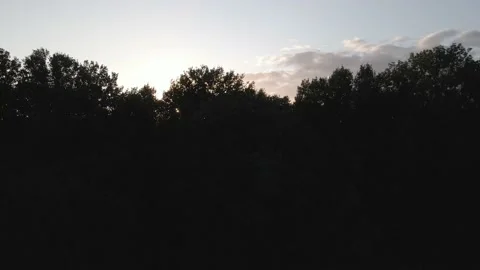 Trees with Sunset in Background Stock Footage 194421811