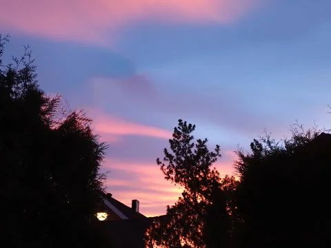 Trees on sunset background - Lilleaker Stock Photos