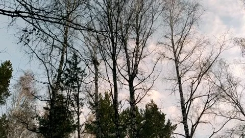 Trees at sunset in the backlight Stock Footage 130414673