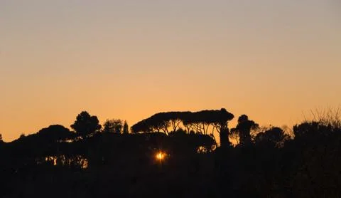 Trees at sunset in backlight in Rome Stock Photos