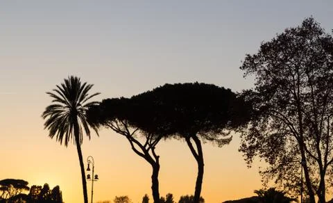 Trees at sunset in backlight in Rome Stock Photos