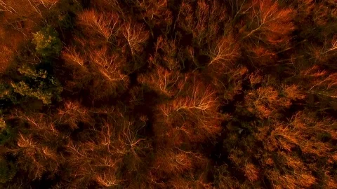 Trees at Sunset Birdseye view 動画素材 77994343