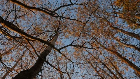 Trees at sunset. Crane shot. Crown trees are spinning. Stock Footage 100577897