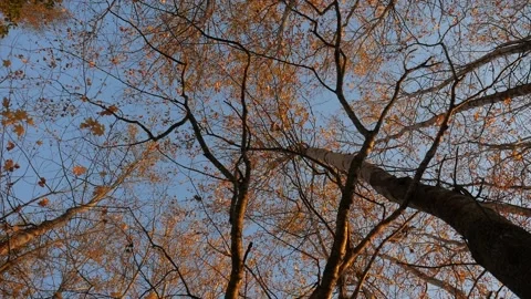 Trees at sunset. Crane shot. Crown trees are spinning. Video stock 100578033