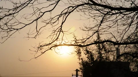 Trees at sunset  Stock Footage 888855