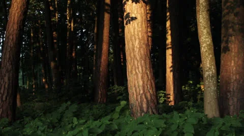 Trees. Sunset. 動画素材 26318975