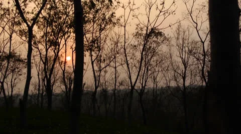 Trees at Sunset Video stock 26469121