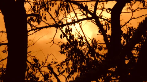 Trees at Sunset Stock Footage 35595257