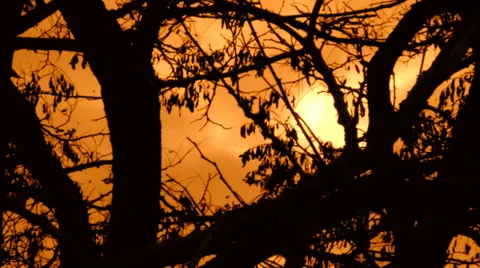 Trees at Sunset Stock Footage 35595360