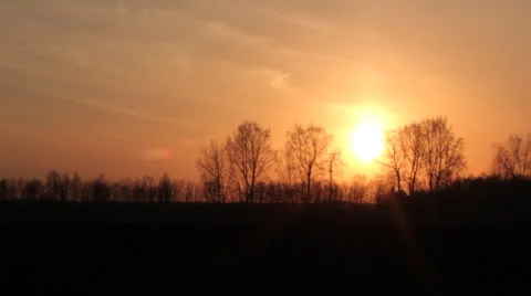 Trees at sunset Stock Footage 37228070