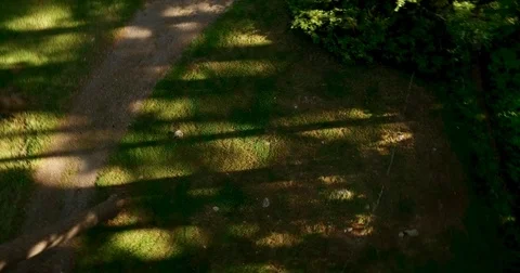 Trees at Sunset 스톡 동영상 77721373