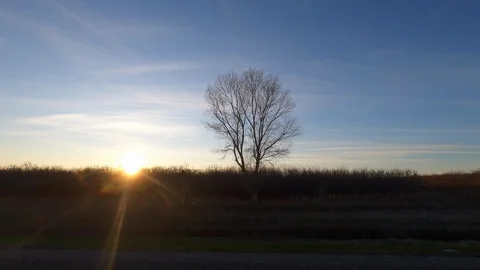 Trees at Sunset 動画素材 122108792