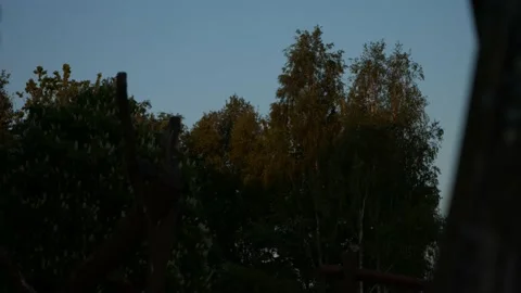 Trees at sunset Video stock 130589469