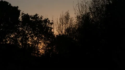 Trees at sunset Video stock 130589784