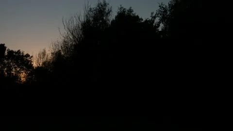 Trees at sunset Video stock 130589972