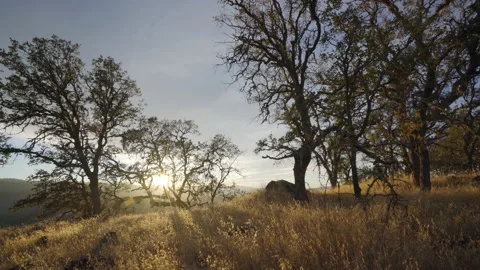 Trees at sunset Vídeos de archivo 139055242