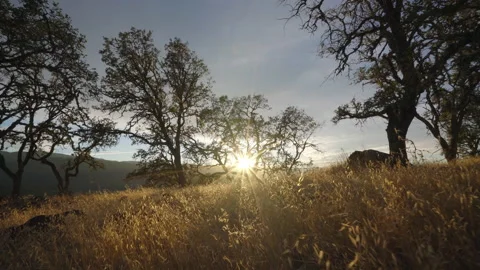 Trees at sunset Stock-Footage 139055263