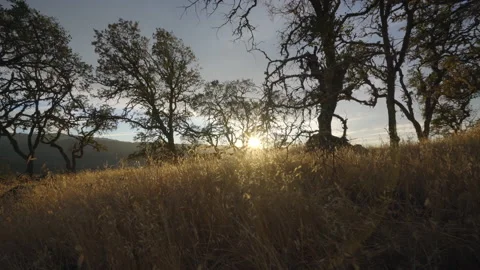 Trees at sunset Vídeos de archivo 139055384