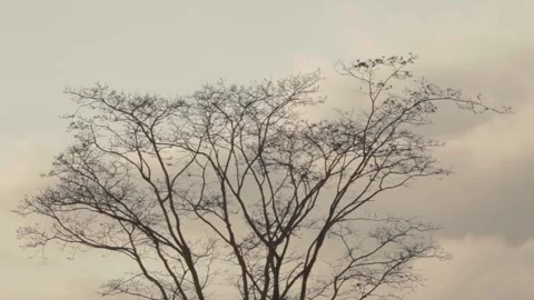 Trees at sunset 스톡 동영상 149123931