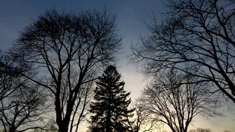 Trees at sunset Stock Footage 236025369