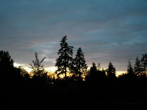 Trees At Sunset Фото