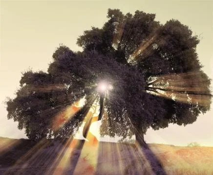 Trees at sunset Stock Photos