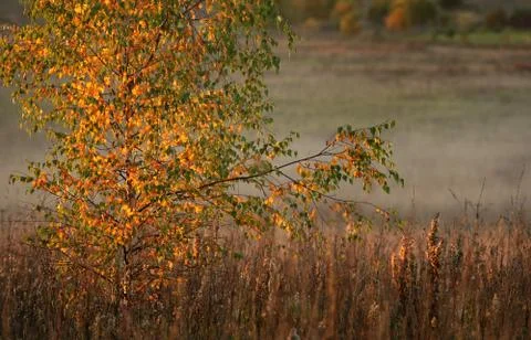Trees on a sunset Stock Photos