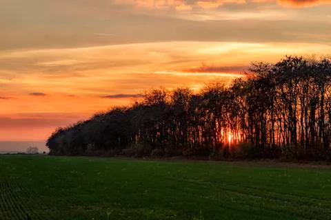 Trees at sunset. Stock Photos