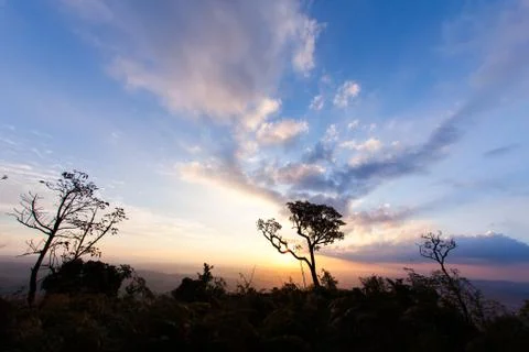 Trees on sunset Stock Photos
