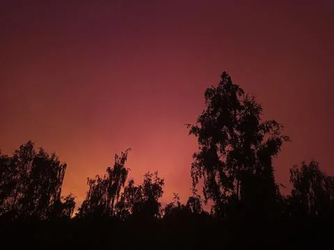 Trees at sunset Stock Photos