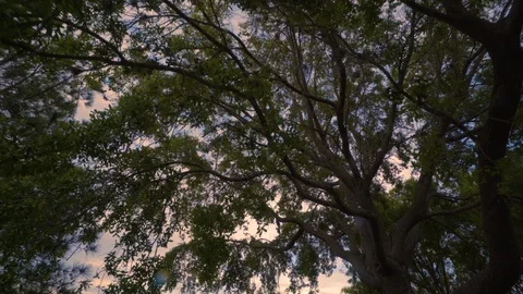 Trees at sunset tilt down to lake Vidéo 87483089