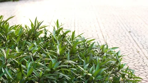 Trees in the sunshine (1) Stock Footage 146362062