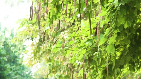 Trees in the sunshine (2) Stock Footage 146362122