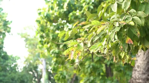 Trees in the sunshine (3) Stock Footage 146362084