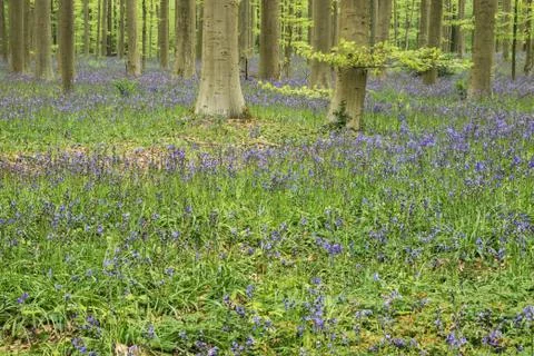 Trees surrounded by bluebells Stock Photos