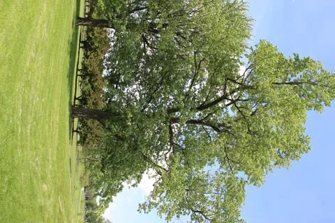 Trees surrounded by grasslands in Spring Stock Photos
