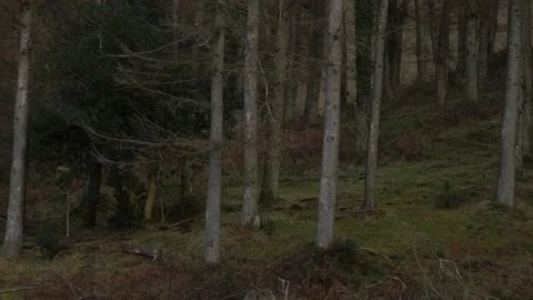 Trees surrounded by a lake Stock Footage 151629695