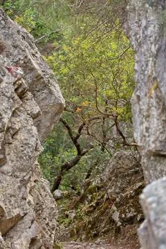 Trees surrounded by rocks in daylight. Stock Photos