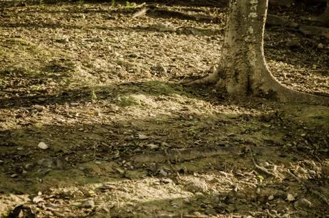 Trees surrounded by their shadows by the light of sunset Stock Photos