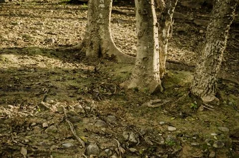 Trees surrounded by their shadows by the light of sunset Stock Photos