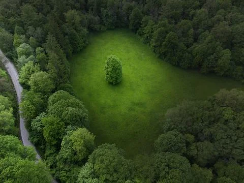 Trees Surrounding One of Them Alone on Meadow Stock Photos